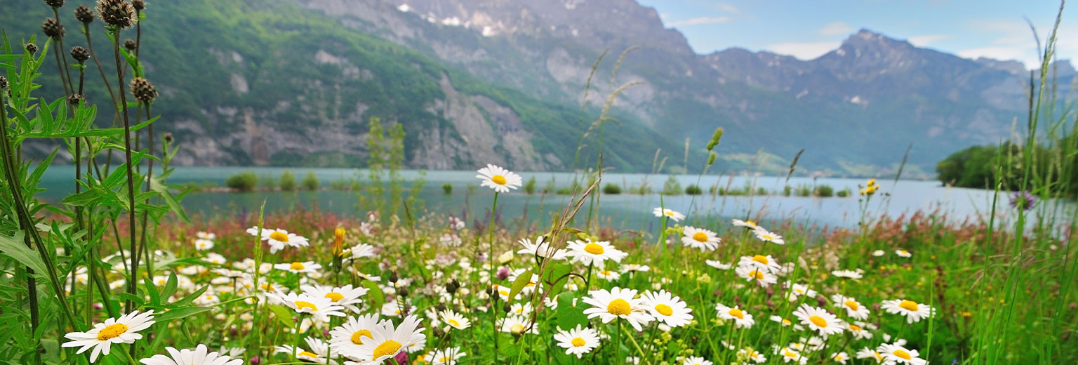 Daisy flowers near the Alpine lake